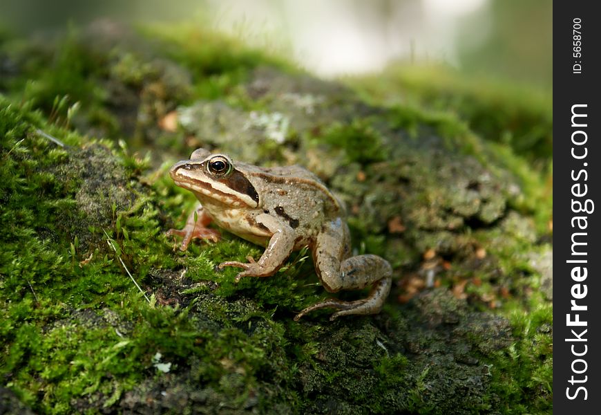 Small forest frog on stem old tree