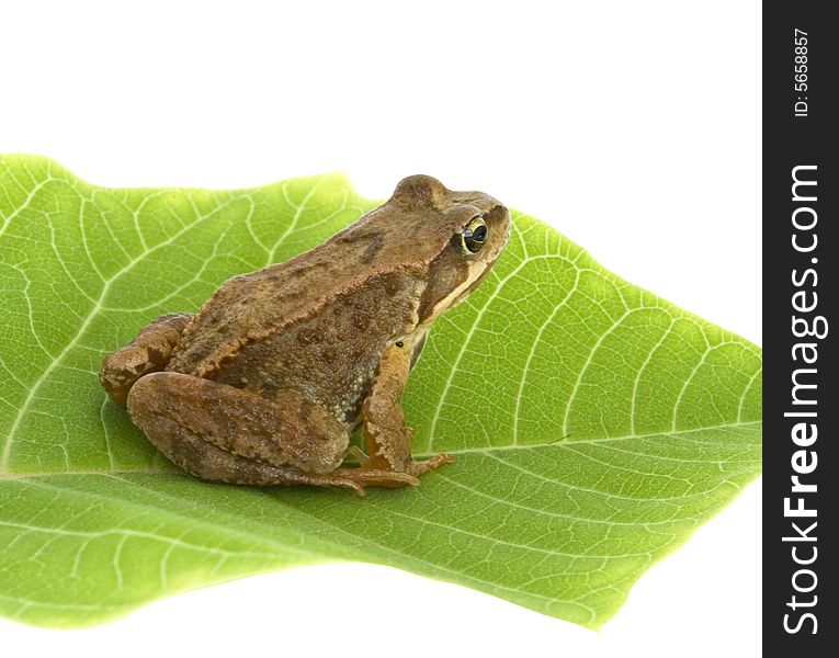 Brown frog on a green sheet isolated