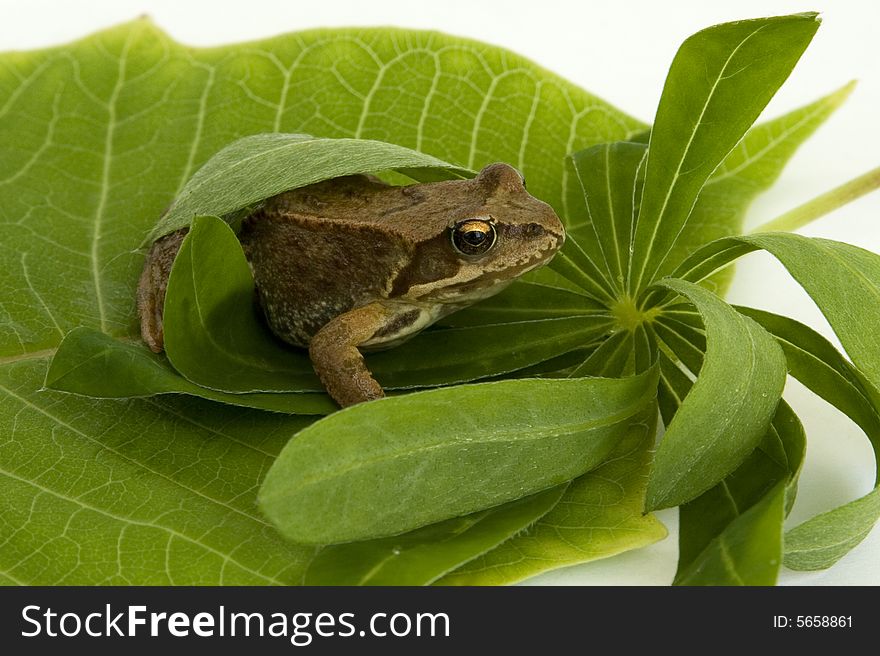 Brown frog on a green sheet isolated