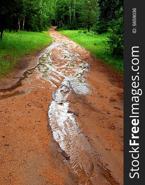 Path in the forest after rain