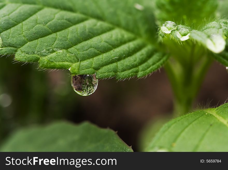 Drop on the leaf ( DIGITAL; 19.05.2008; 1/3 at f/6.3; ISO 100; white balance: Manual; focal length: 100 mm)