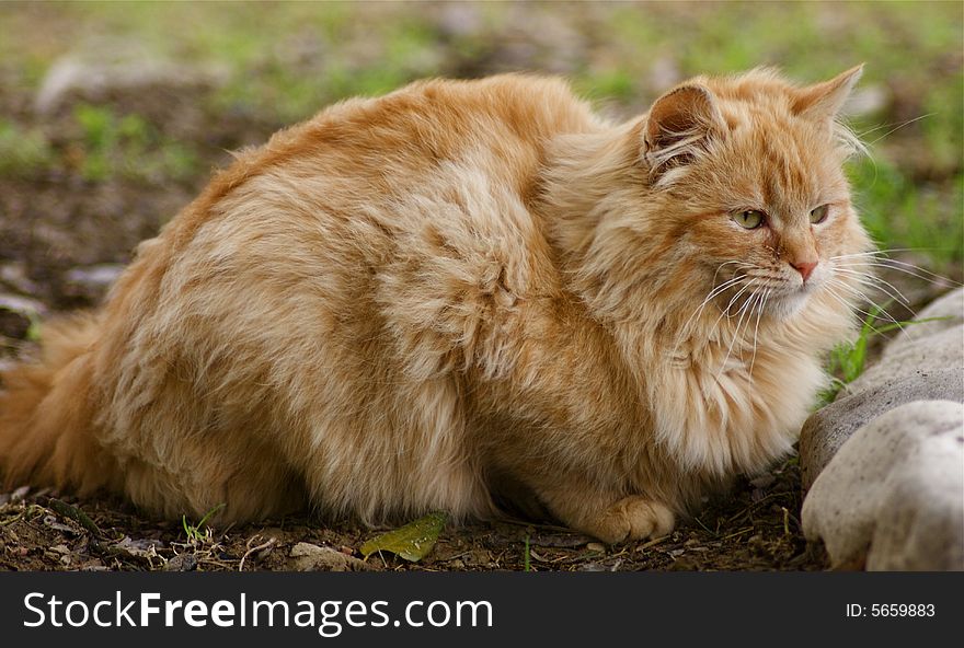 European orange cat sitting in the garden