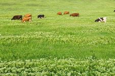Green Lawn With Cows Royalty Free Stock Photos Green Lawn With Cows Royalty Free Stock Photos