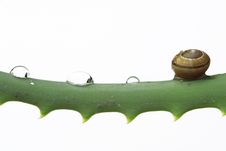 Little Snail And Water Drops On Aloe Stock Image Little Snail And Water Drops On Aloe Stock Image