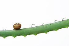 Little Snail And Water Drops On Aloe Royalty Free Stock Image Little Snail And Water Drops On Aloe Royalty Free Stock Image