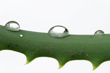 Water Drops On Aloe Stock Images Water Drops On Aloe Stock Images