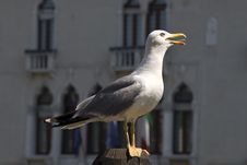 Seagull On Pole Stock Image Seagull On Pole Stock Image