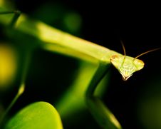 Juvenile Praying Mantis Stock Photography Juvenile Praying Mantis Stock Photography