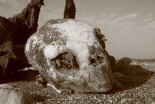 Skeleton Of A Dead Snapping Turtle Royalty Free Stock Images