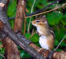 Careful Eastern Chipmunk Royalty Free Stock Image Careful Eastern Chipmunk Royalty Free Stock Image
