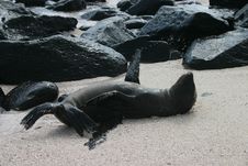 Sea Lion In Galapagso. Stock Image
