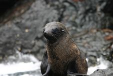 Baby Seal Lion In Ecuador Stock Images Baby Seal Lion In Ecuador Stock Images