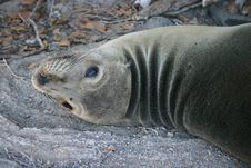 Sea Lion Resting Stock Photos Sea Lion Resting Stock Photos