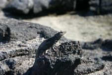Sand Lizard Stock Photo Sand Lizard Stock Photo
