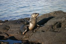 Sea Lion On Island Royalty Free Stock Images Sea Lion On Island Royalty Free Stock Images