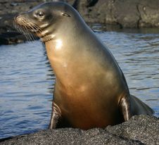 Sea Lion With Water Royalty Free Stock Images Sea Lion With Water Royalty Free Stock Images