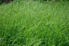 Lush Wild Grass Stock Images Lush Wild Grass Stock Images