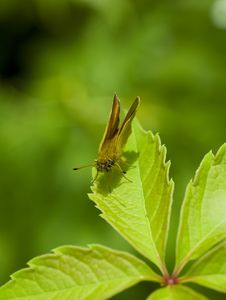 Hairy Brown Butterfly Stock Photography