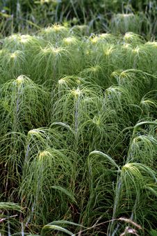 Grasses Stock Photo Grasses Stock Photo