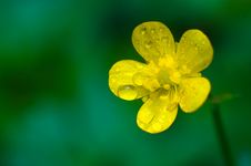 A Macro Shot Of Beautiful Yellow Buttercup Royalty Free Stock Image A Macro Shot Of Beautiful Yellow Buttercup Royalty Free Stock Image