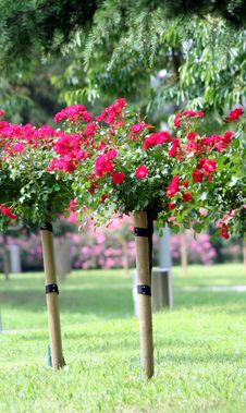 Rose On The Stalk Royalty Free Stock Photos Rose On The Stalk Royalty Free Stock Photos