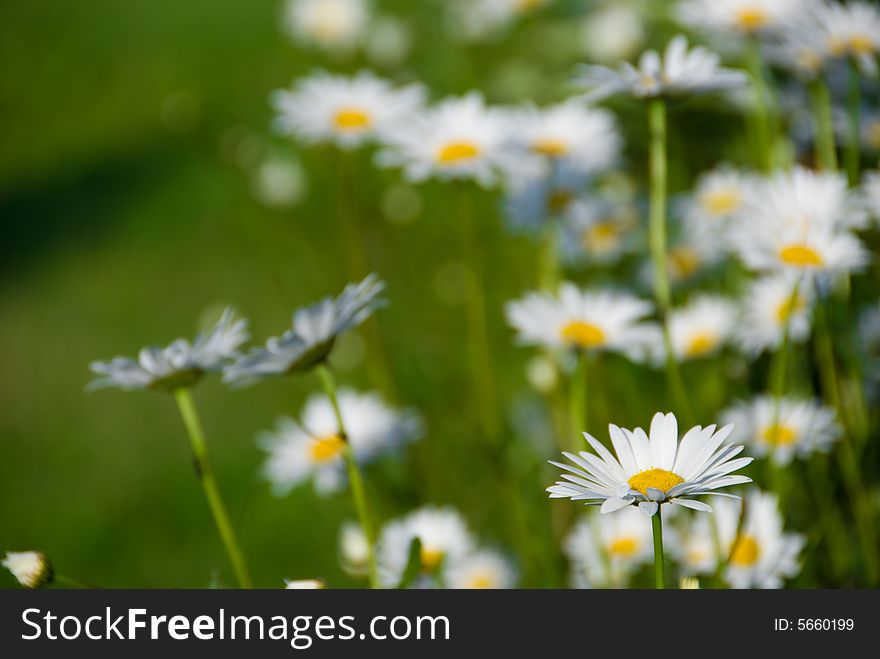 Summer field with a lot of camomiles