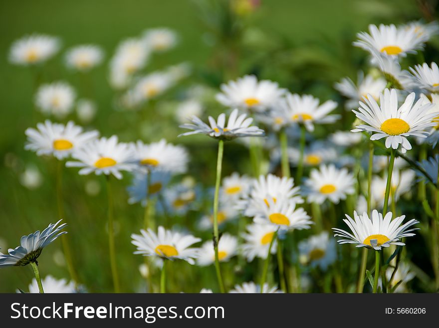 Summer field with a lot of camomiles