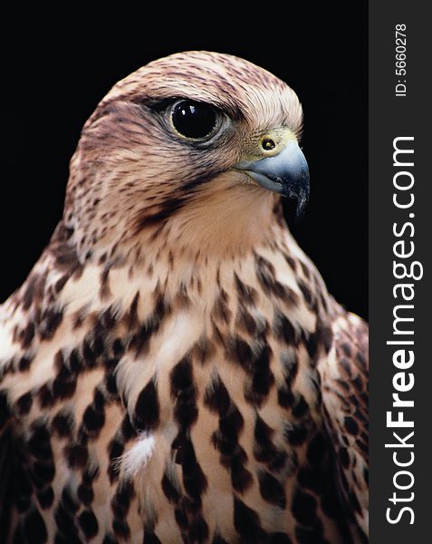 King Goshawk predatory birds on earth