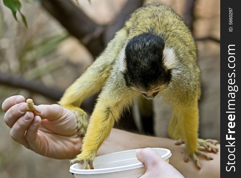 Common squirrel monkey eating on human hand. Common squirrel monkey eating on human hand