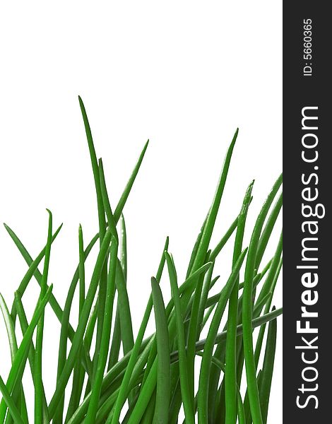 Green grass as a background