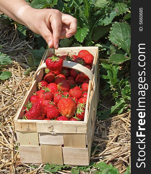 Harvesting by the student during a strawberry season