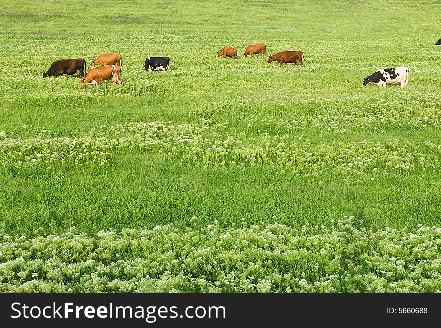 Green lawn with cows