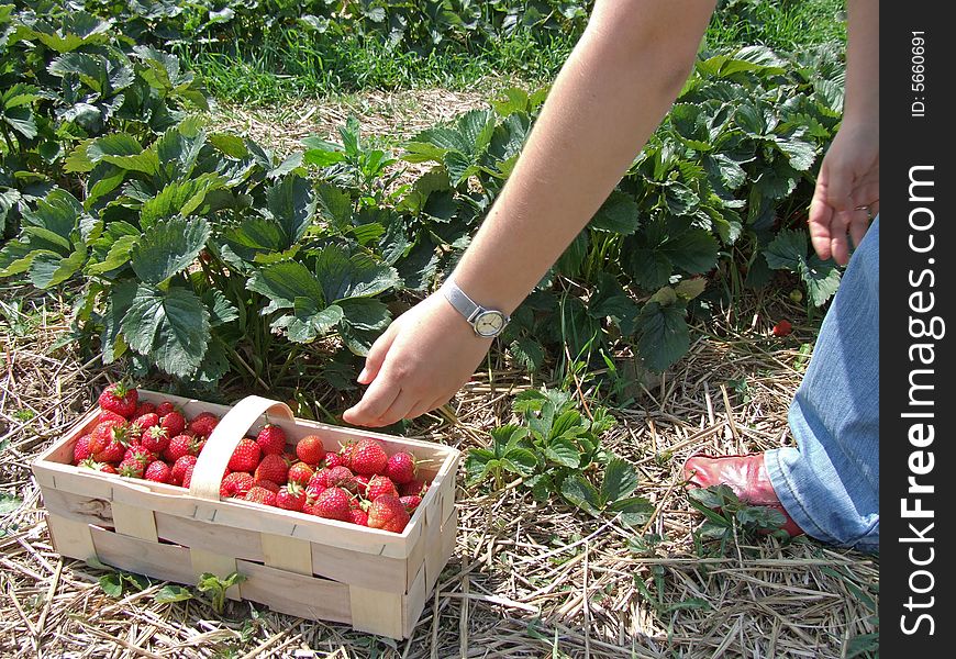 Harvesting by the student during a strawberry season