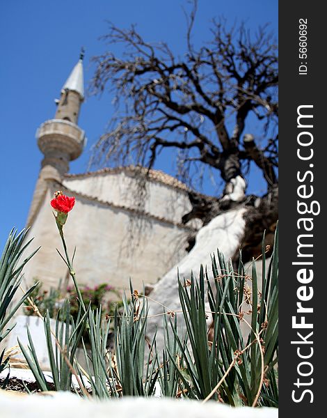 A shot consisting a mosque and an old tree in the background and a red flower in the foreground. Shot in Cesme, southern Turkey, with Canon Eos350d. A shot consisting a mosque and an old tree in the background and a red flower in the foreground. Shot in Cesme, southern Turkey, with Canon Eos350d.