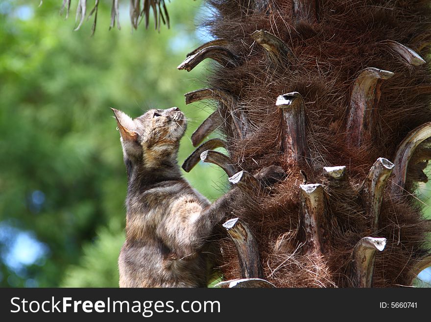 Small wild cat hunting on the palm. Small wild cat hunting on the palm