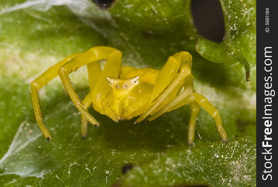 Close up on yellow spider in the field