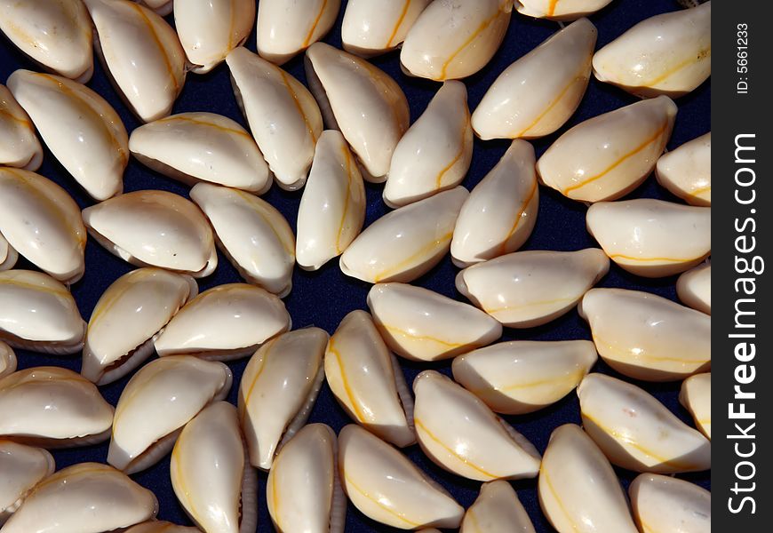 Abstract group of clean bright seashells. Abstract group of clean bright seashells