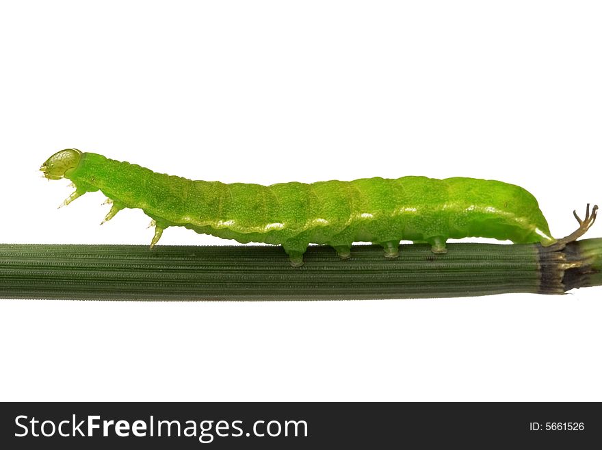 Caterpillar walking on a plant