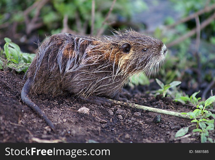 Cute baby rat on swampy soil