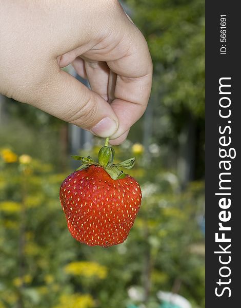 Red freshness strawberry in hand