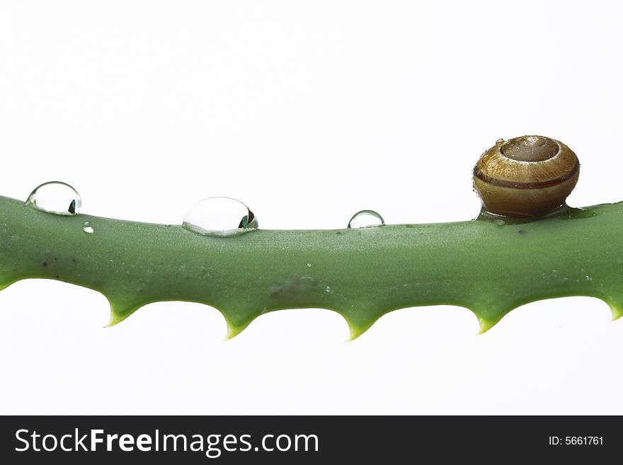 Little snail and water drops on aloe vera leaf