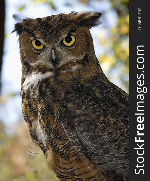 Male Great Horned Owl, outdoors, staring intently, wooded out of focus background