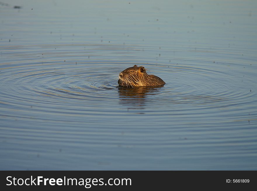 A cute nutria relaxing in water