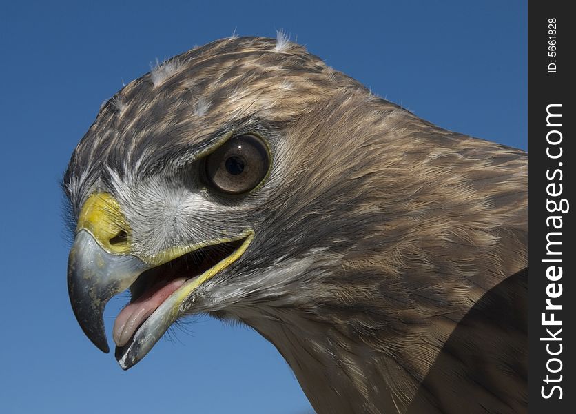 Red Tailed hawk, outdoors, staring intently, blue sky background