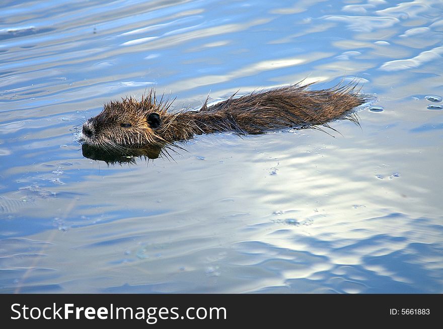 A wet nutria swimming in blue water