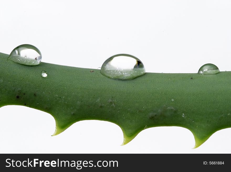 water drops on aloe vera leaf
