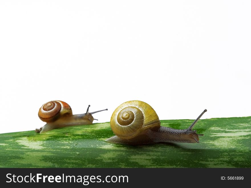 Snails walking on a leaf - white background