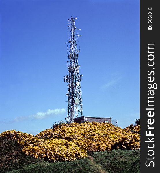 Large Telecommunications Mast with microwave dishes,surrounded by yellow gorse bushes, spring.