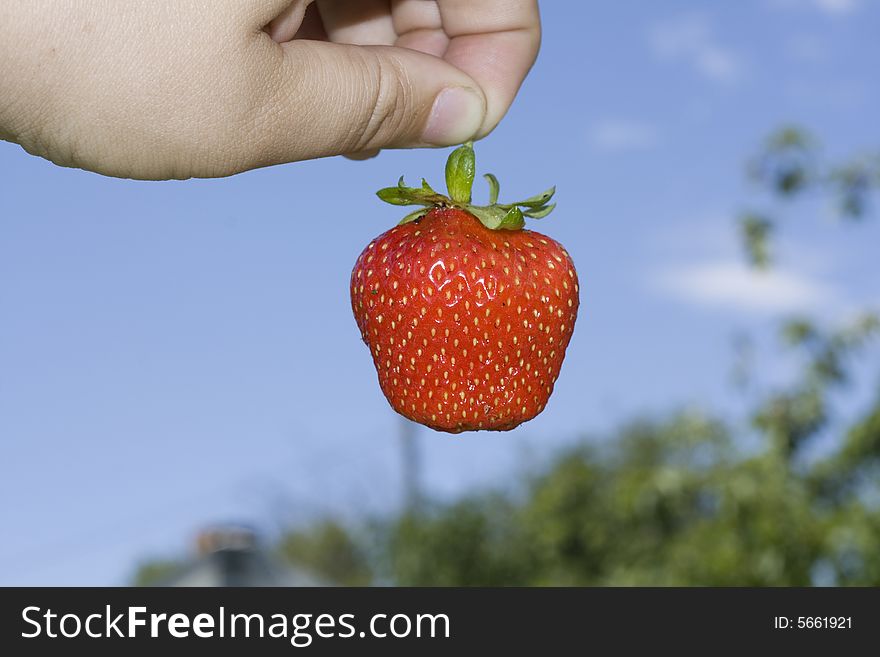 Red freshness strawberry