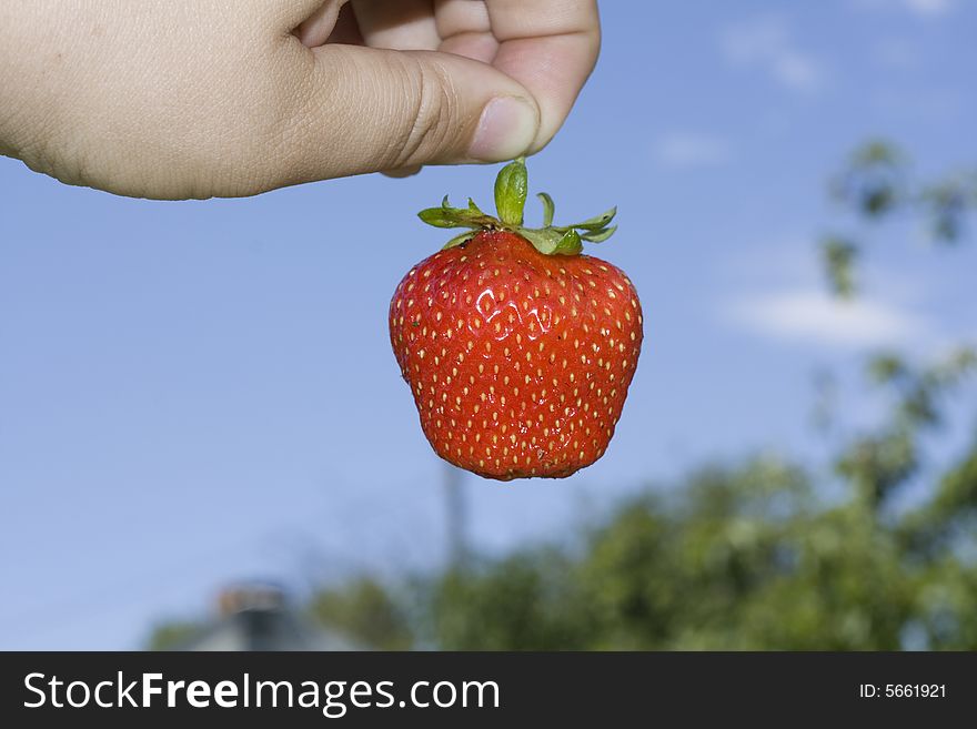 Red freshness strawberry in hand